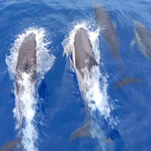En Martinique avec les dauphins